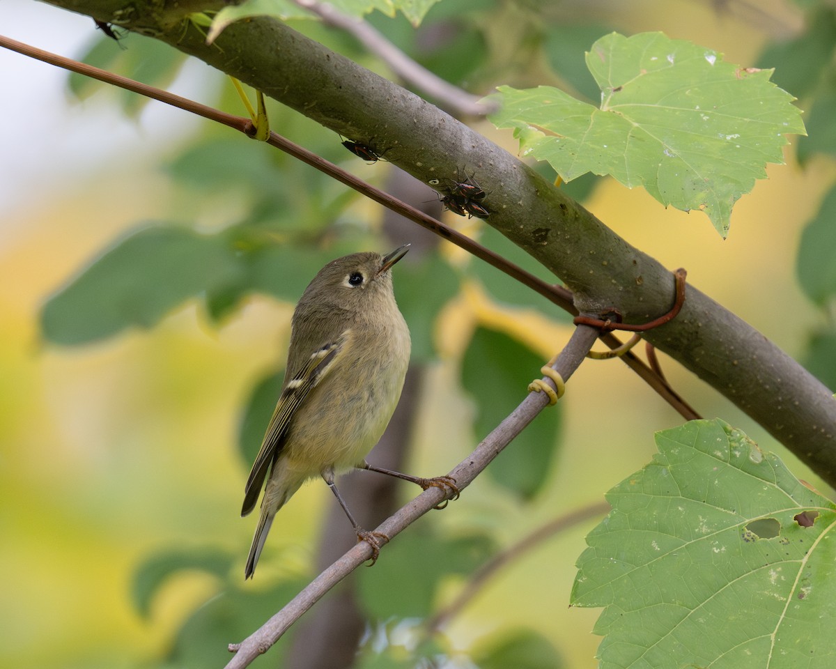 Ruby-crowned Kinglet - ML609859996