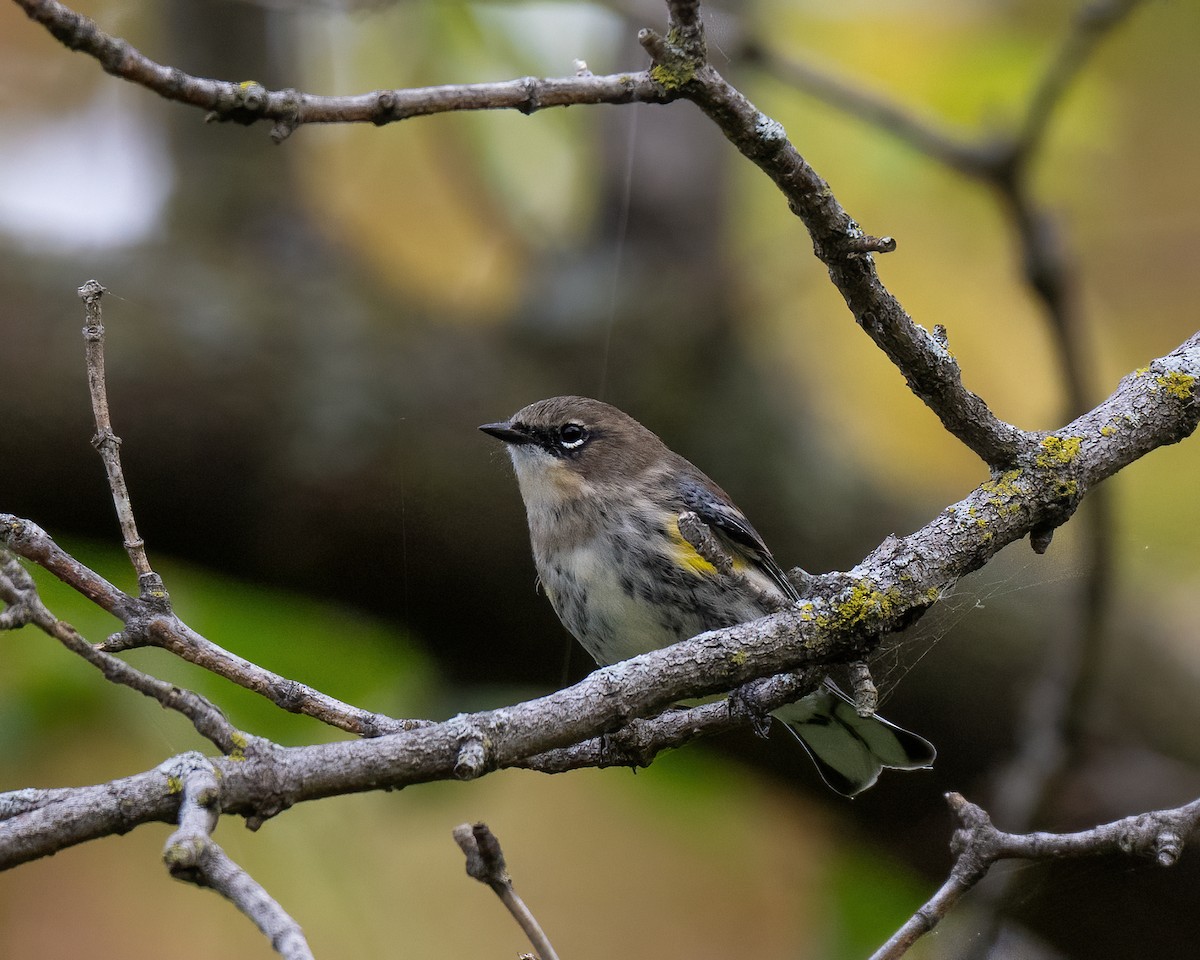 Yellow-rumped Warbler - ML609860001