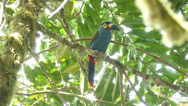 Plate-billed Mountain-Toucan - ML609860024