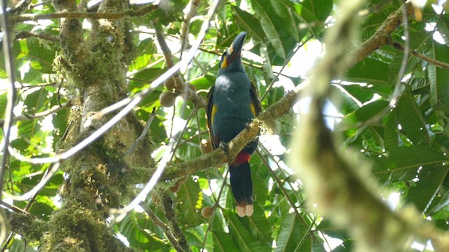 Plate-billed Mountain-Toucan - ML609860085