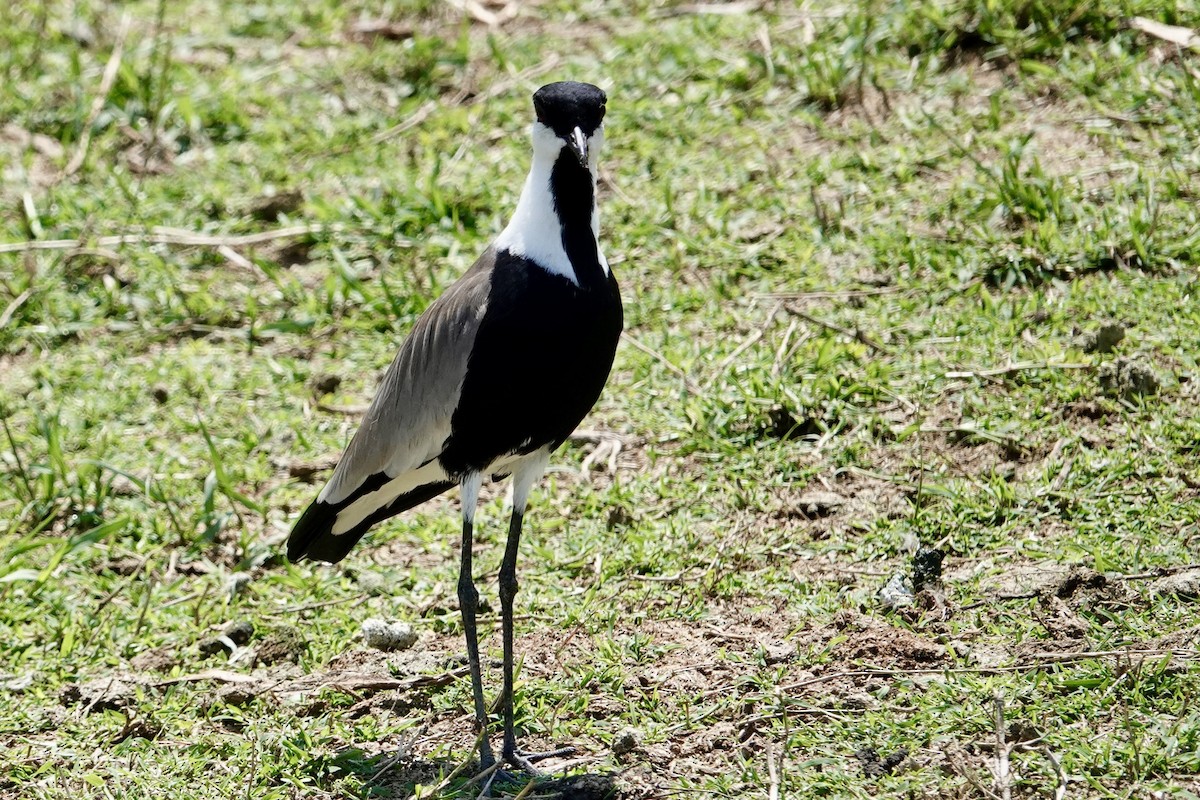Spur-winged Lapwing - Kenna Sue Trickey