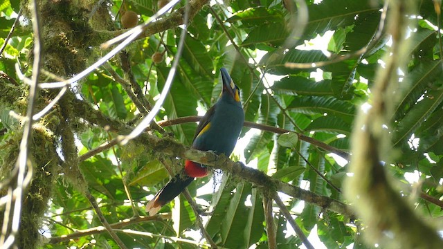 Plate-billed Mountain-Toucan - ML609860145