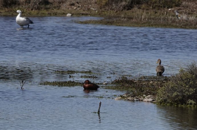 Cinnamon Teal - ML609860197