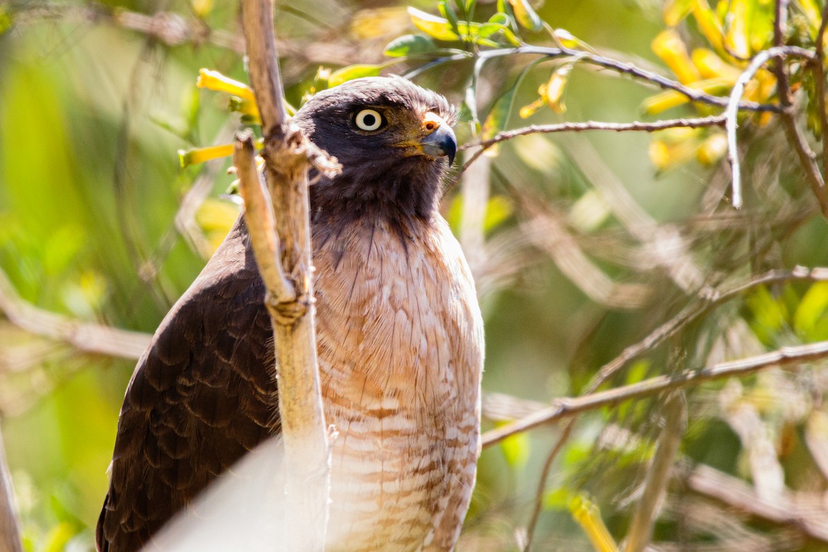 Roadside Hawk - ML609860227