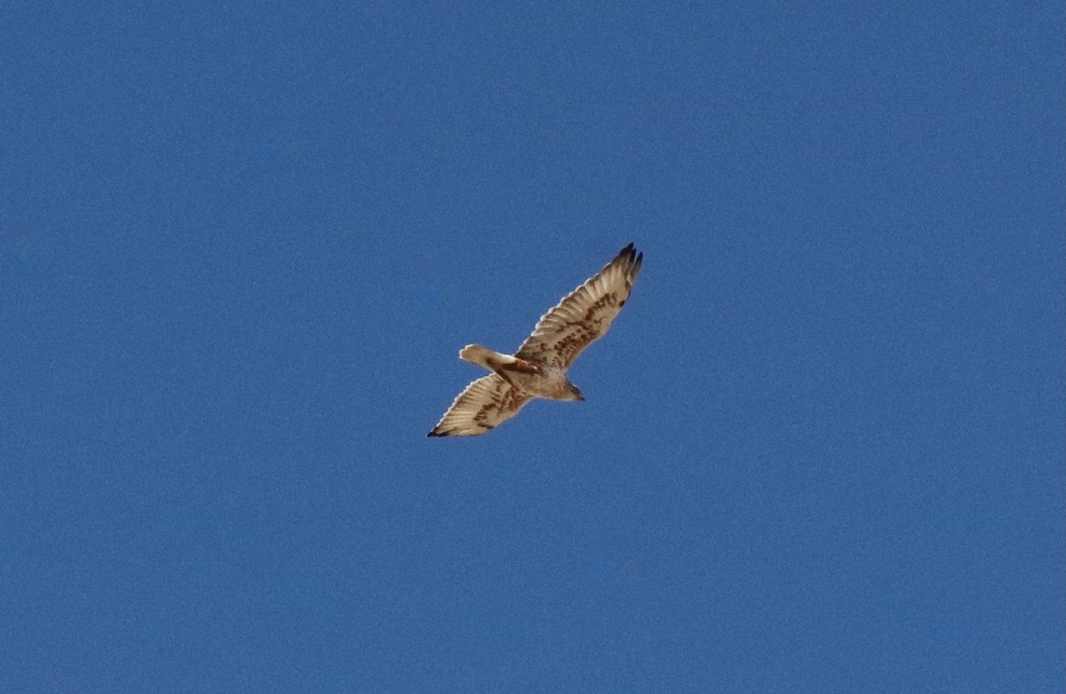 Ferruginous Hawk - Eric DeFonso 🦑