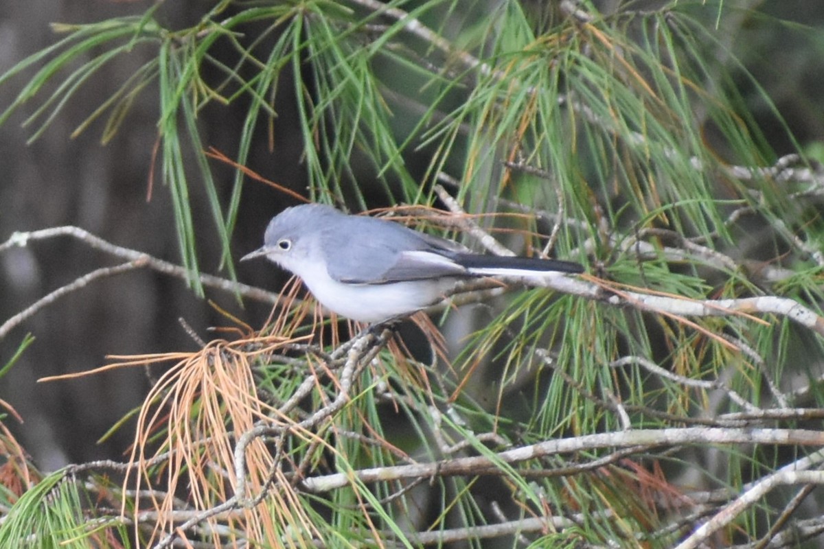 Blue-gray Gnatcatcher - Douglas Hamm