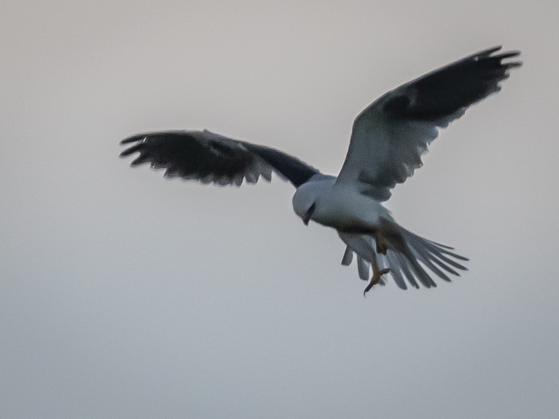 White-tailed Kite - ML609860263