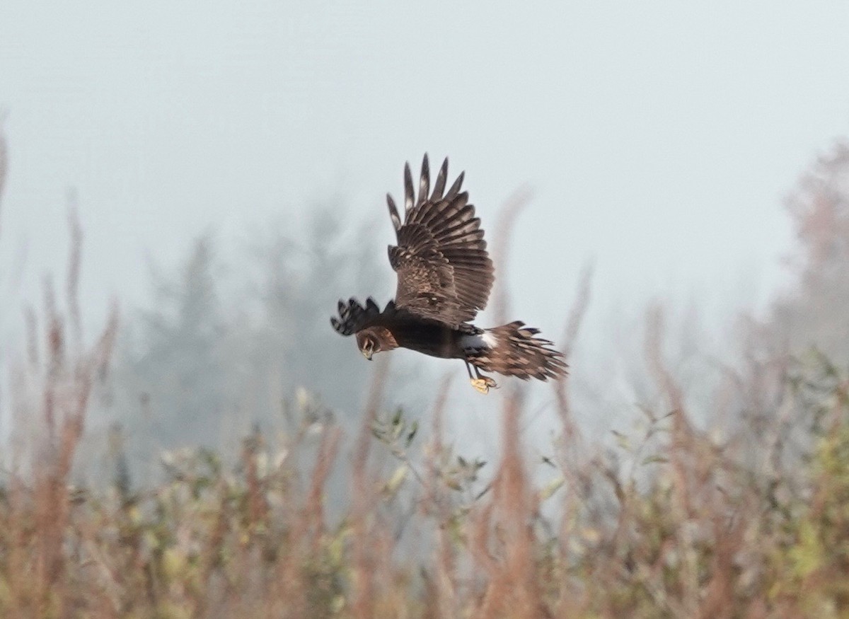 Northern Harrier - ML609860317