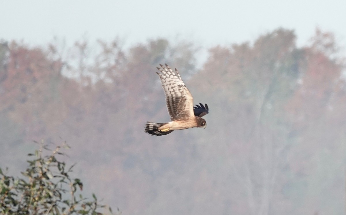 Northern Harrier - Mike Cadman