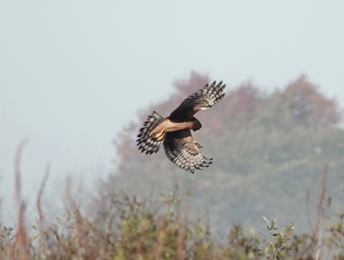 Northern Harrier - ML609860319