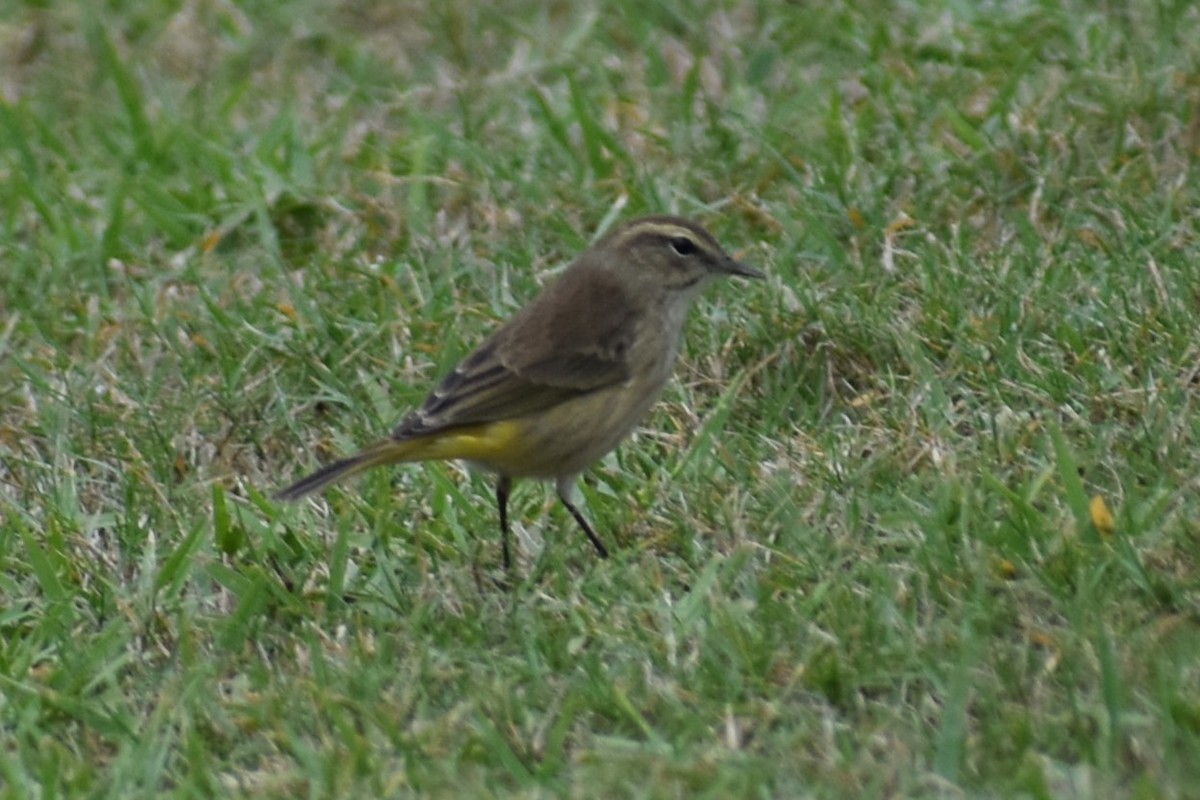 Palm Warbler - Douglas Hamm