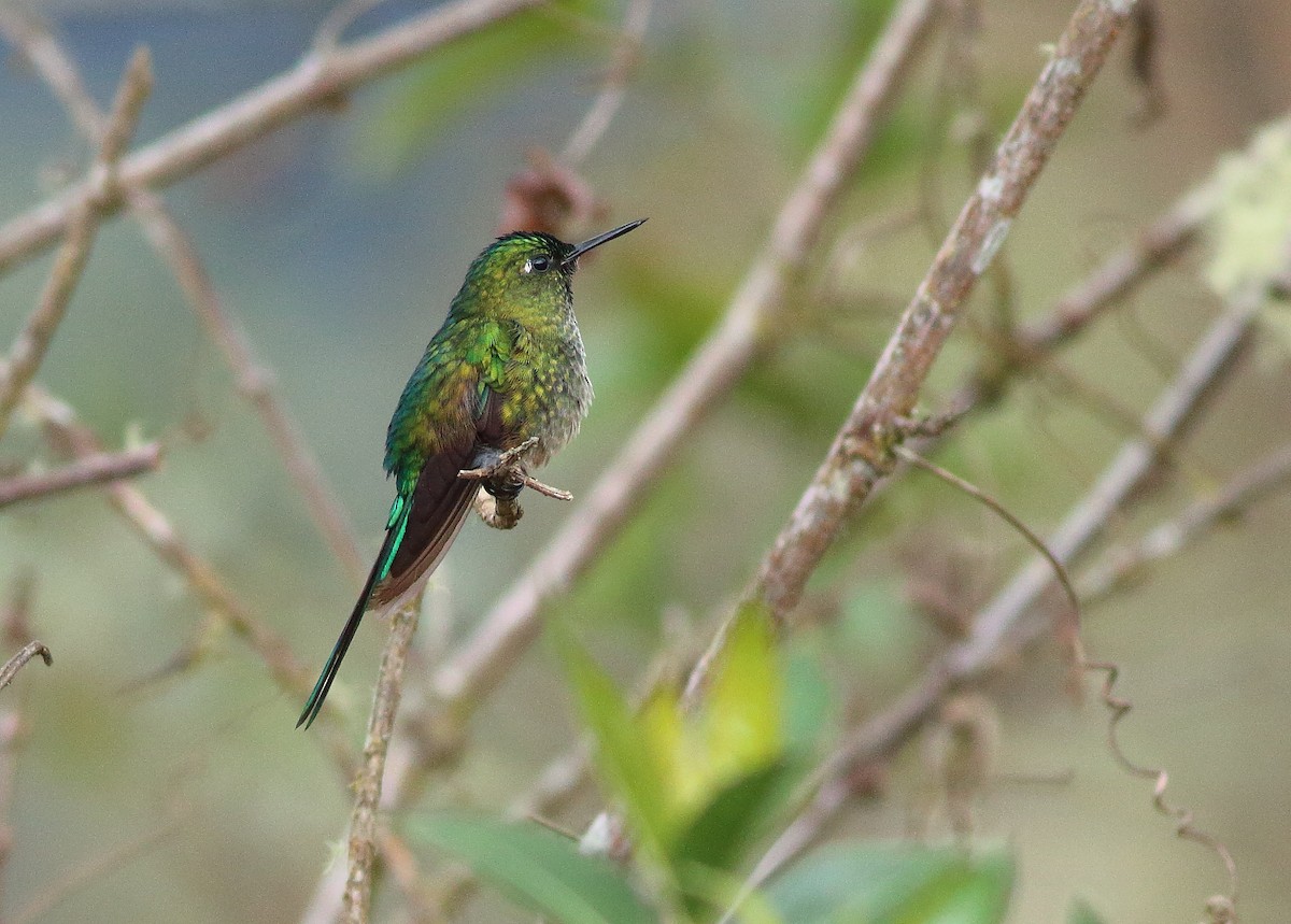 Green-tailed Trainbearer - ML609860386