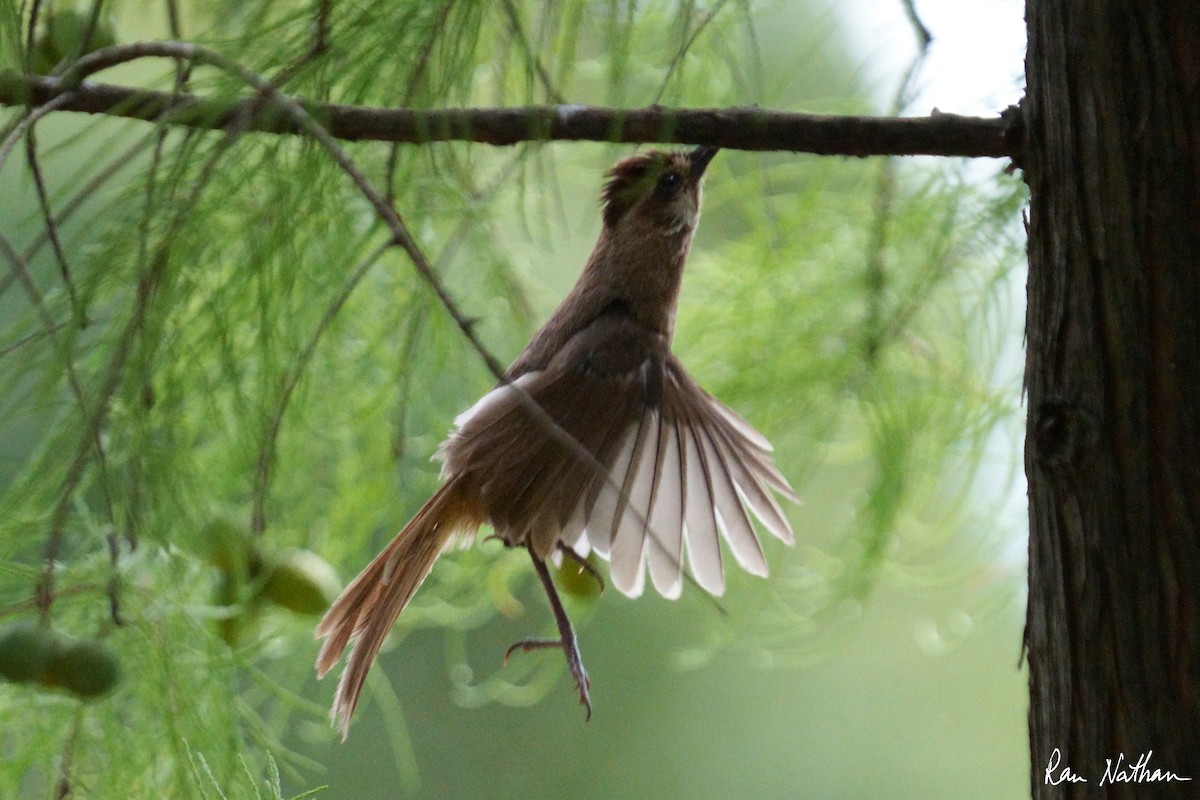 White-browed Laughingthrush - ML609860391