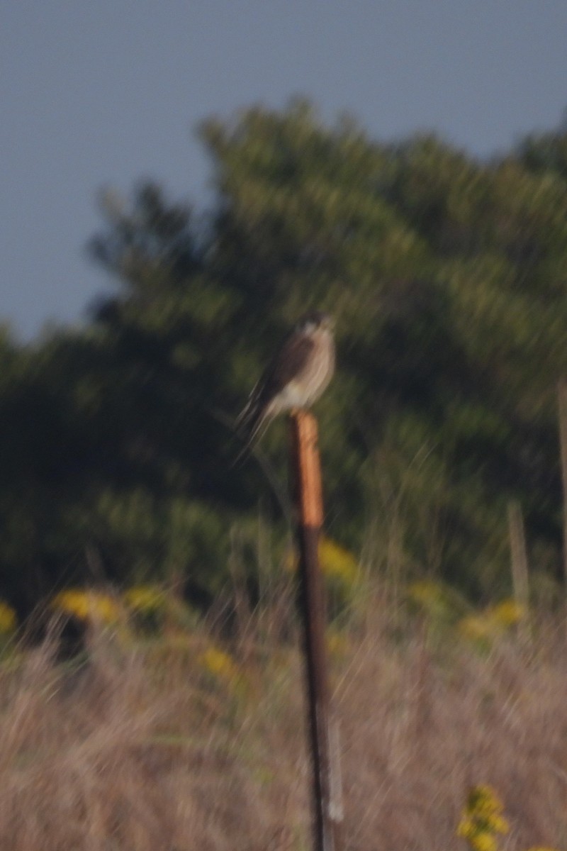 American Kestrel - ML609860531