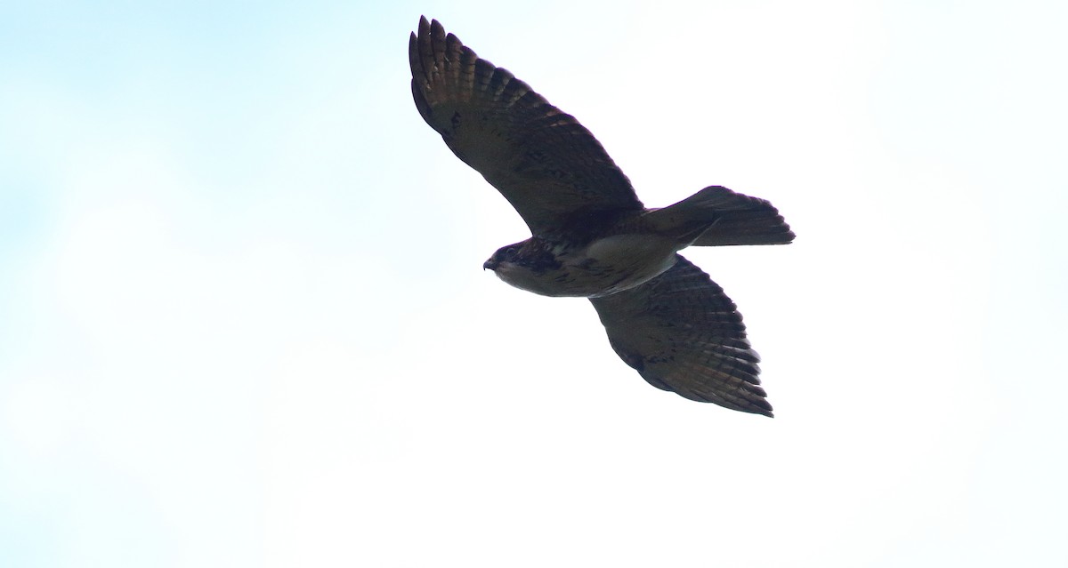 White-throated Hawk - ML609860543