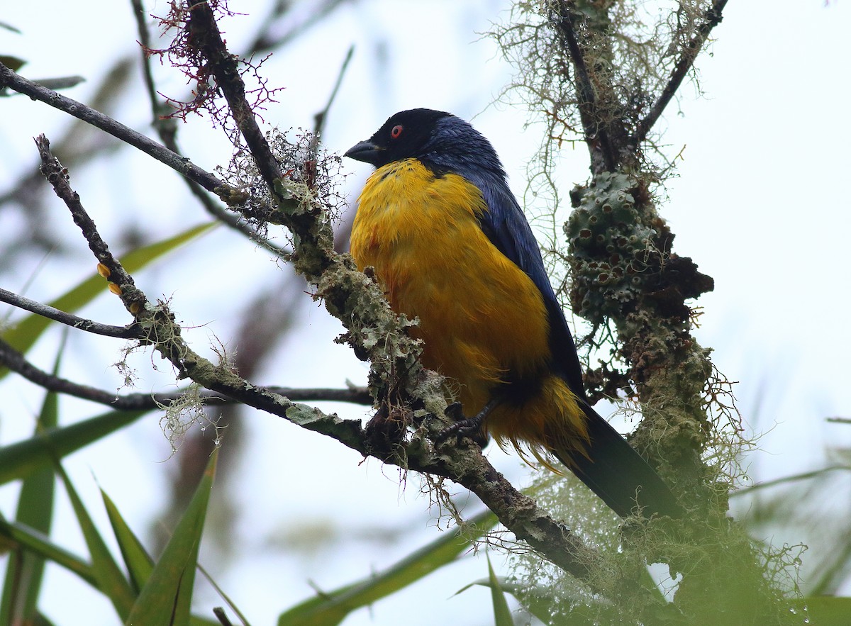 Hooded Mountain Tanager - ML609860556