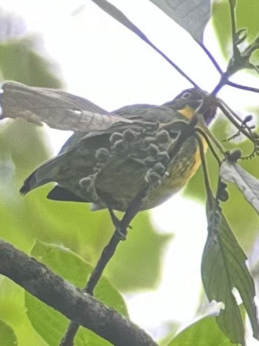 Cotinga à poitrine d'or - ML609860568