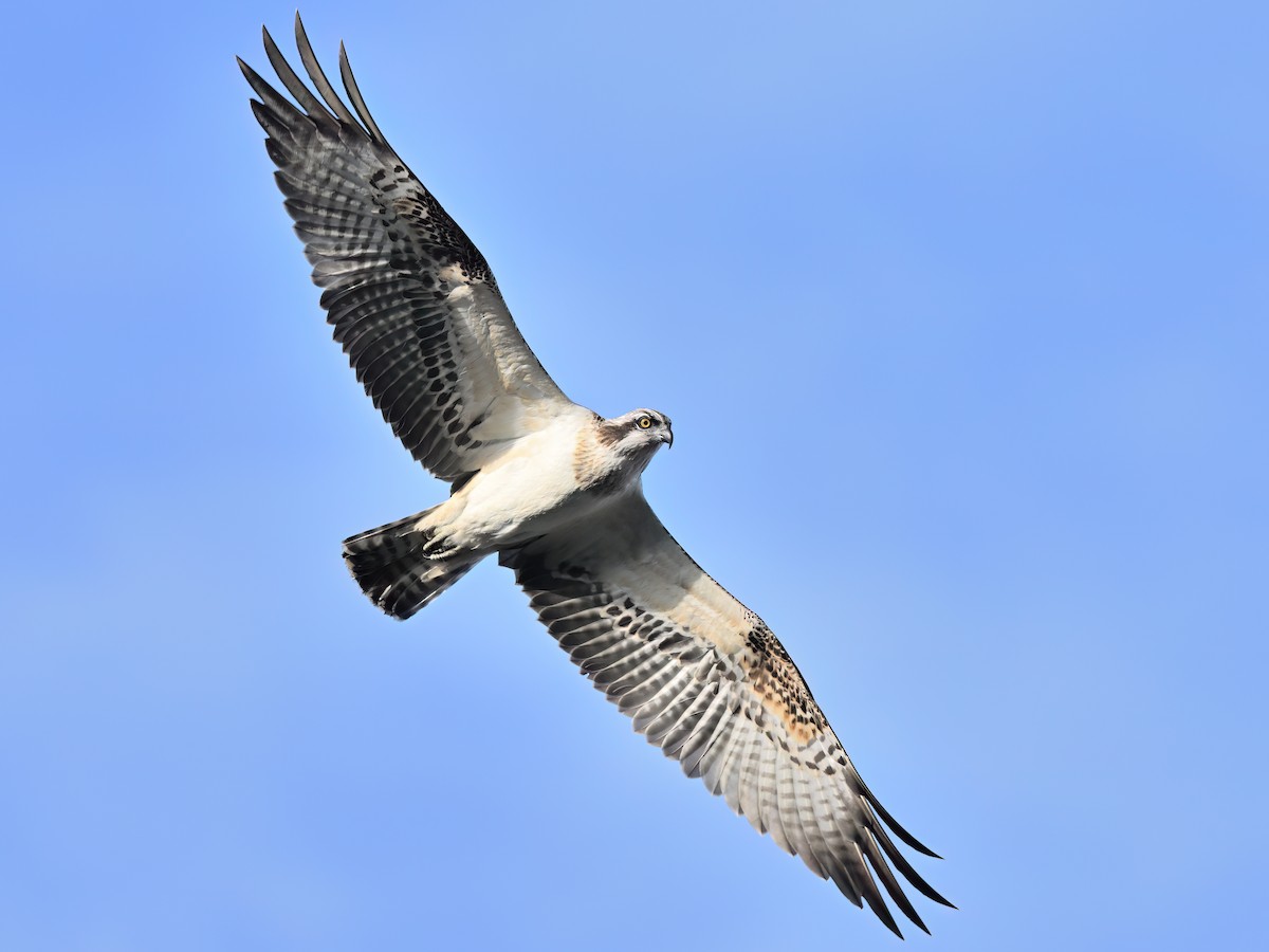 Osprey - Manuel Segura Herrero