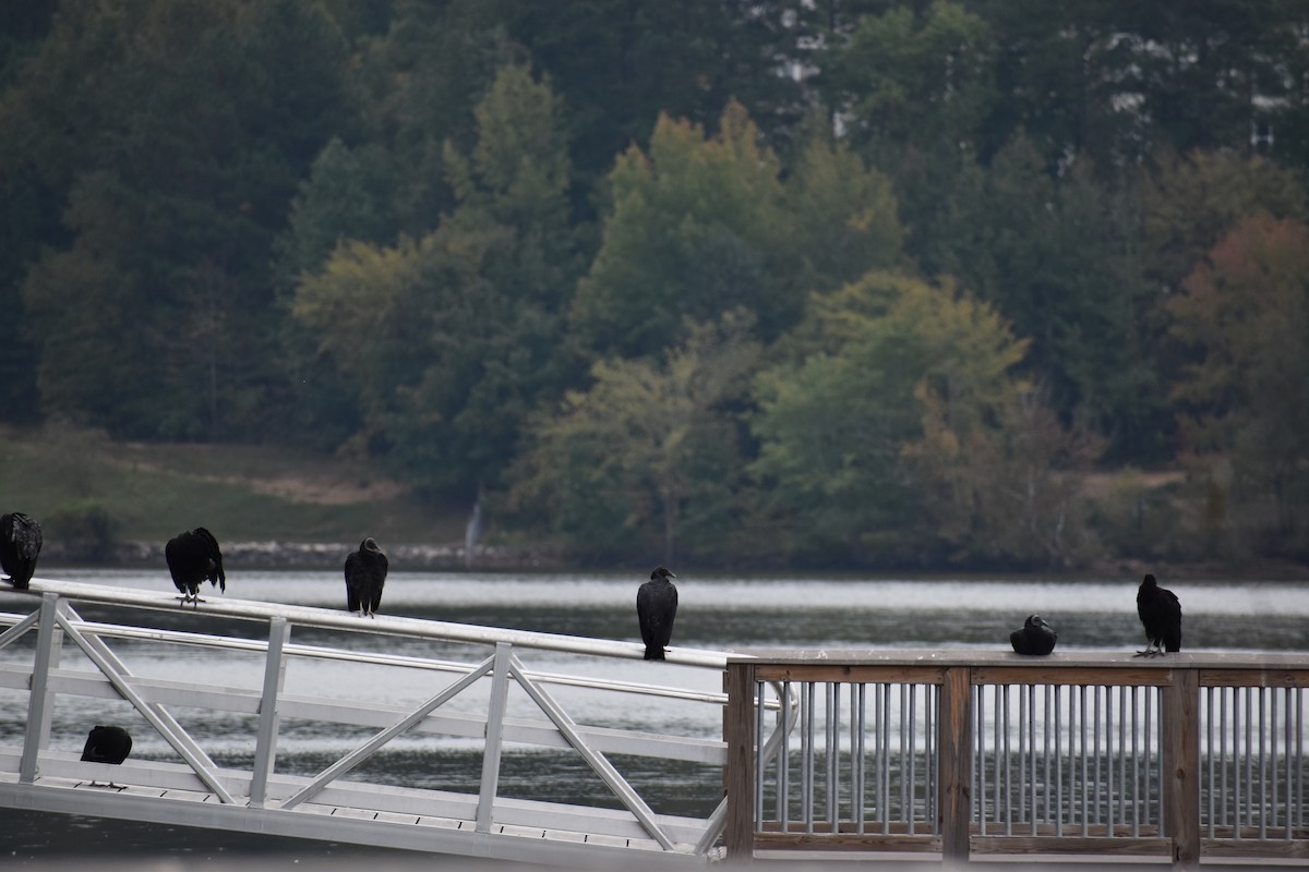 Black Vulture - ML609860643