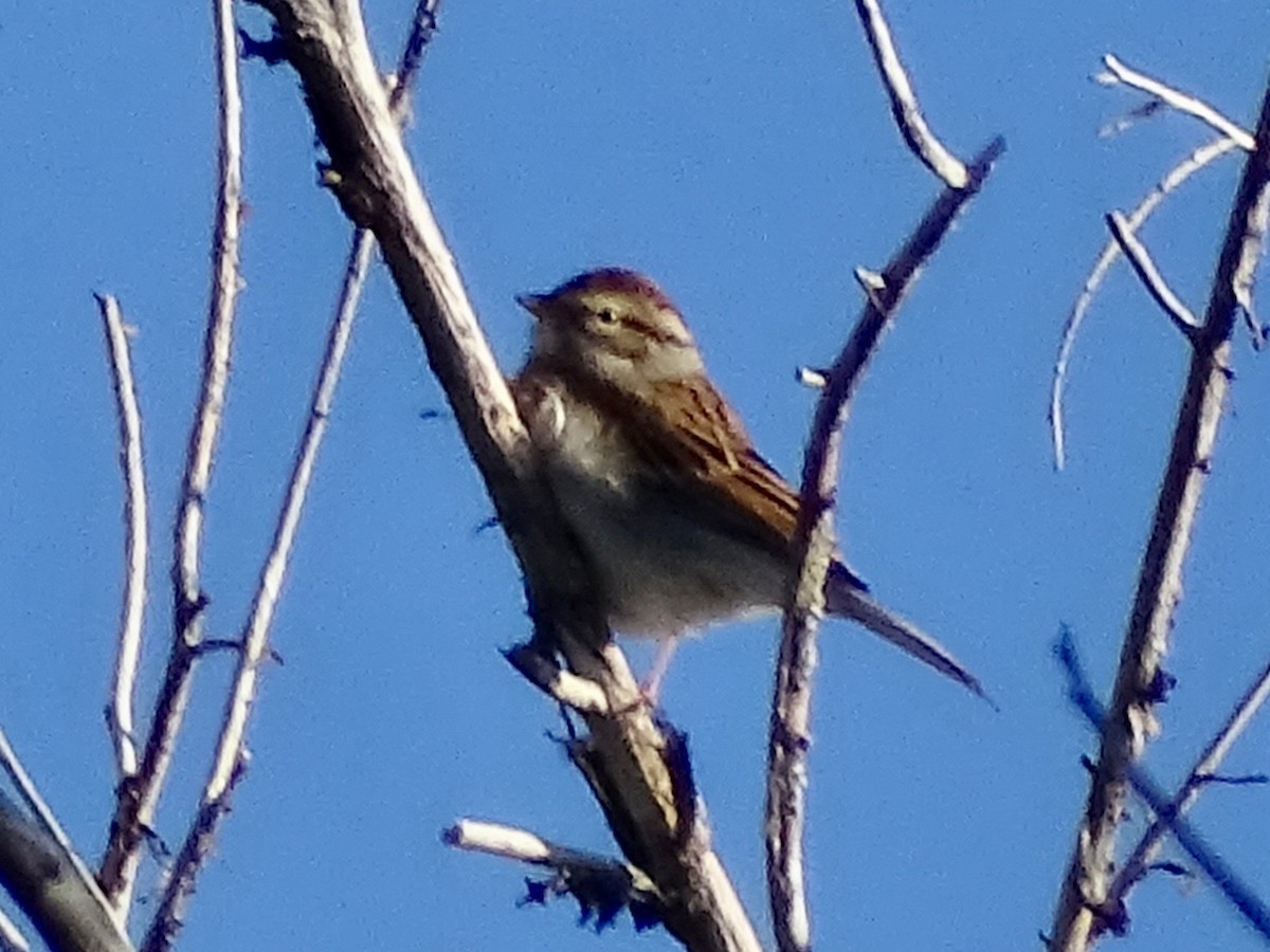 Chipping Sparrow - ML609860677