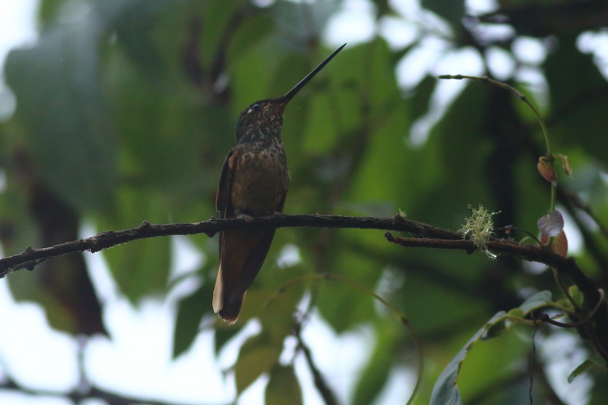 Violet-throated Starfrontlet - ML609860688