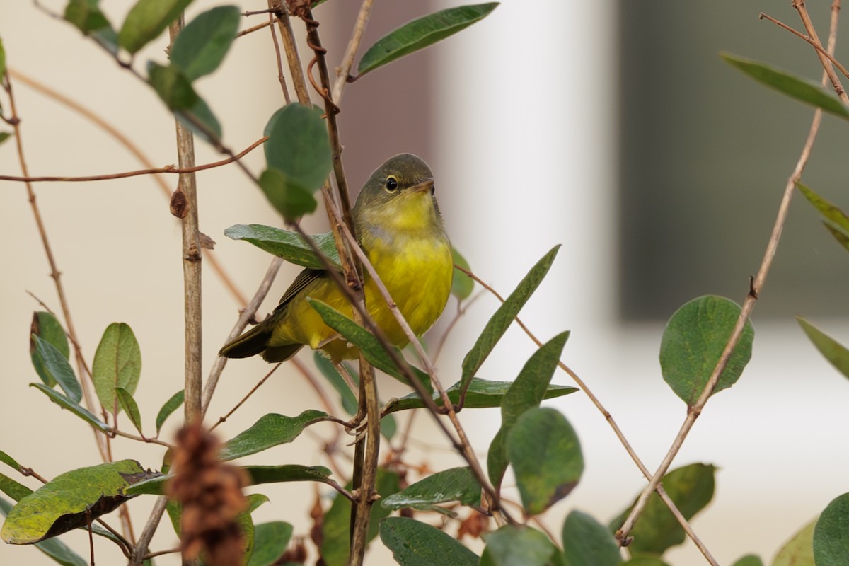 Mourning Warbler - Ken Janes