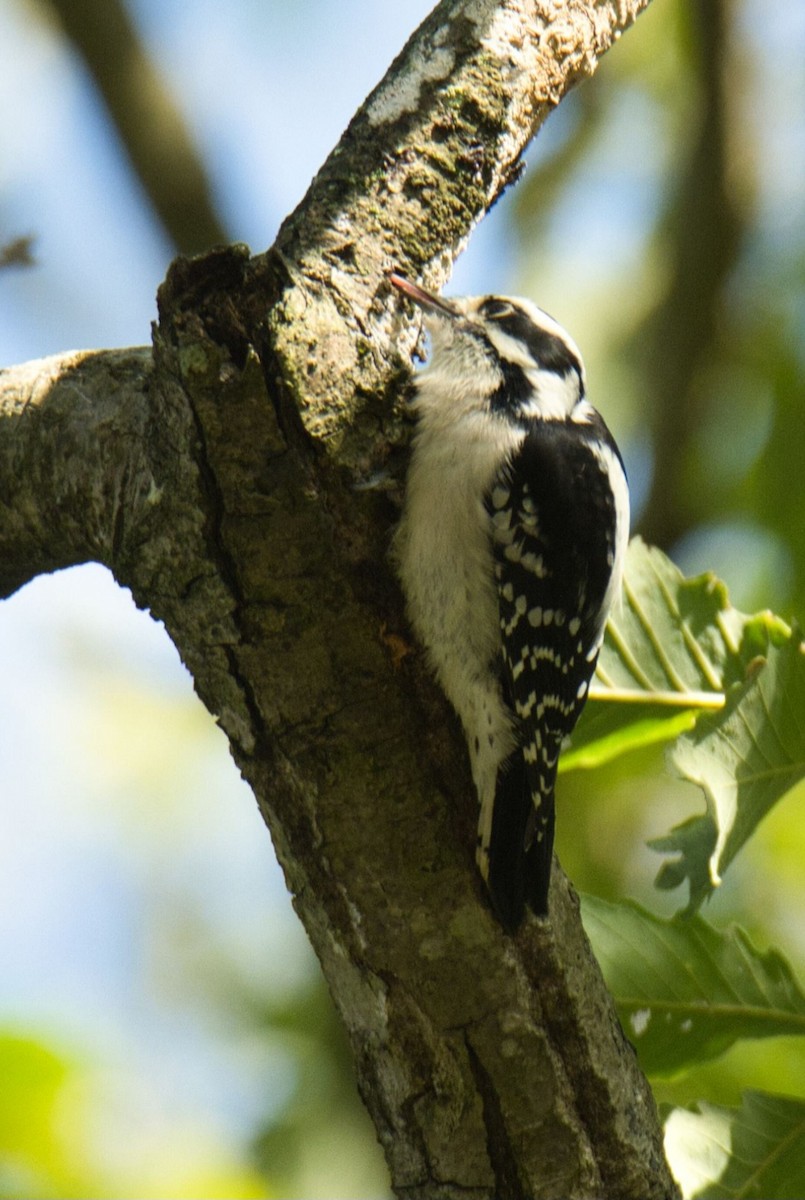 Downy Woodpecker - ML609860897