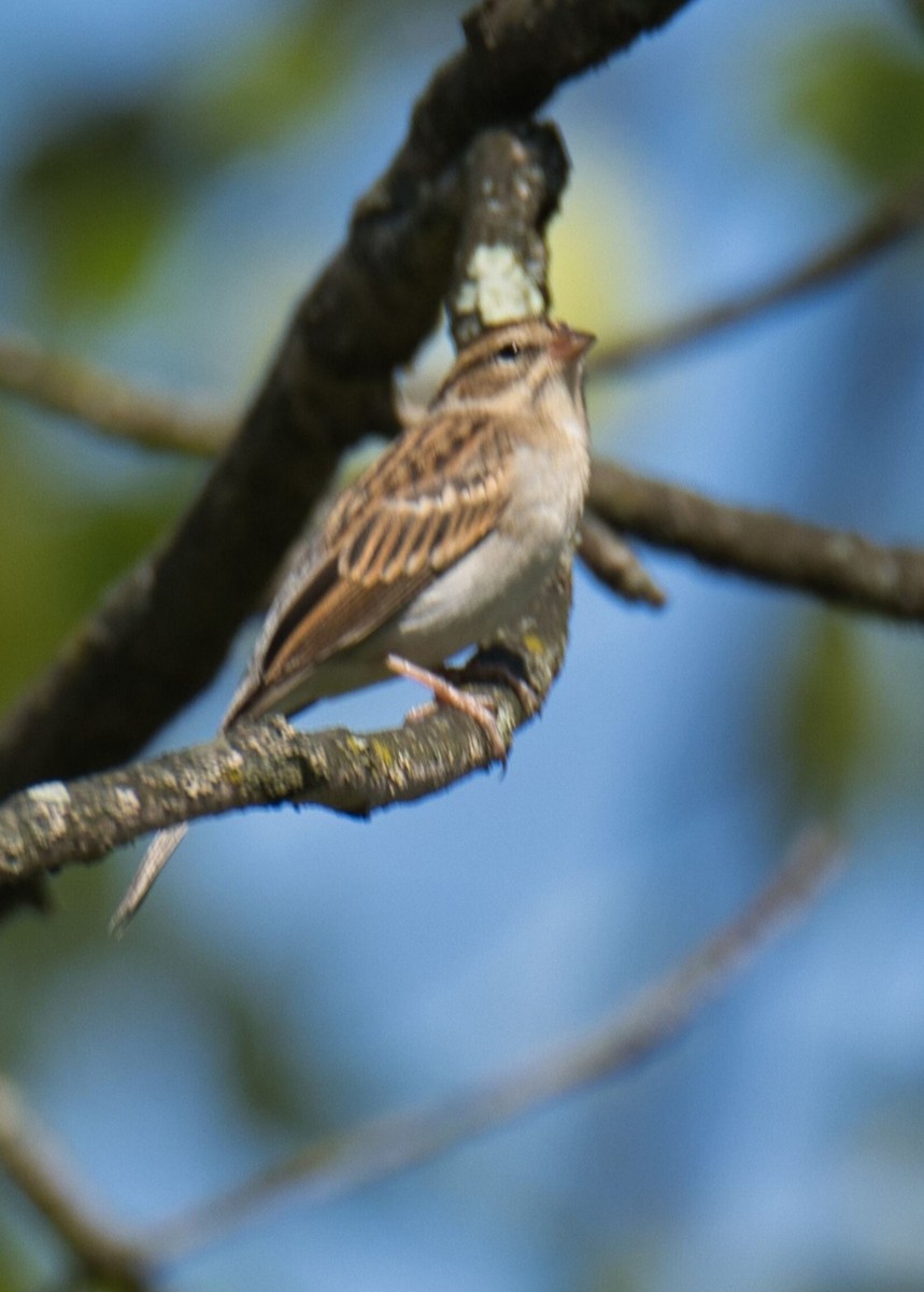 Chipping Sparrow - ML609860962