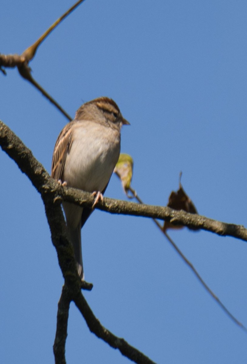 Chipping Sparrow - ML609860963