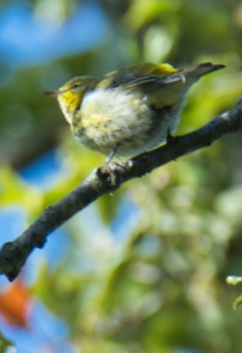 Cape May Warbler - ML609860985