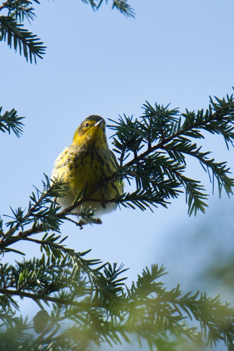 Cape May Warbler - ML609860986