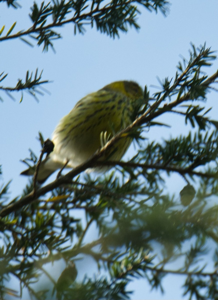 Cape May Warbler - ML609860987