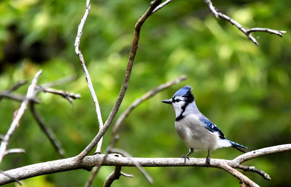 Blue Jay - ML609861003