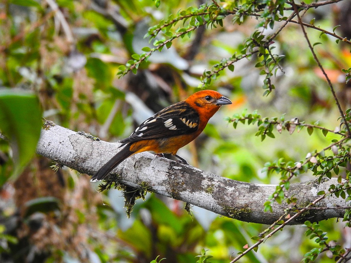 Flame-colored Tanager - Fabian Torres