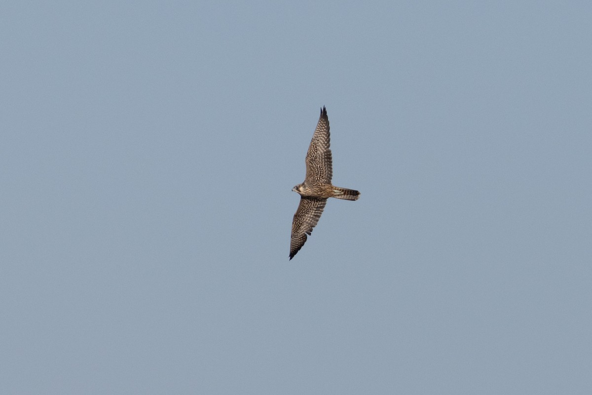 Peregrine Falcon - ML609861125