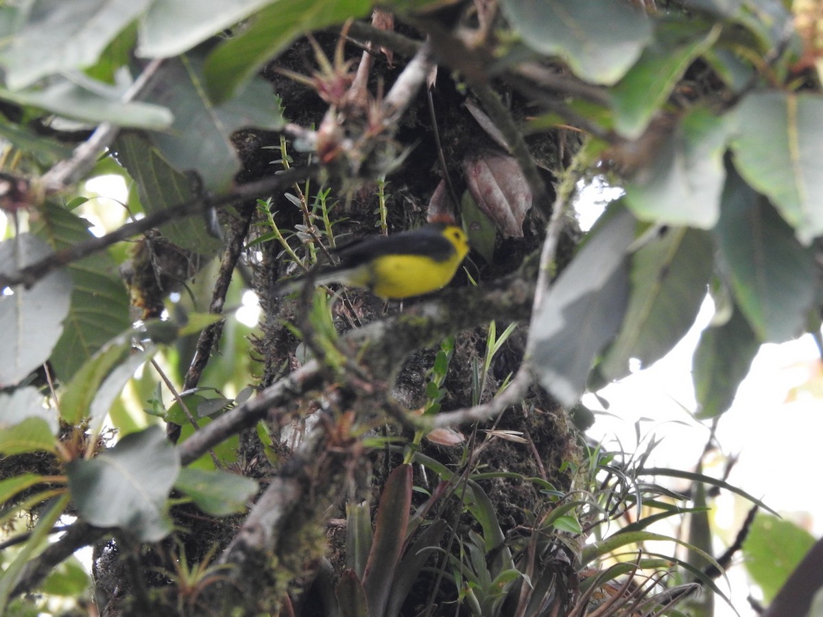 Collared Redstart - Fabian Torres