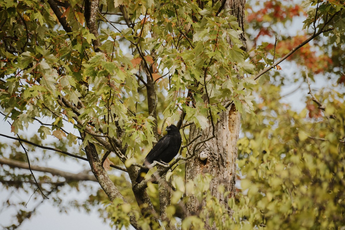 American Crow - ML609861208