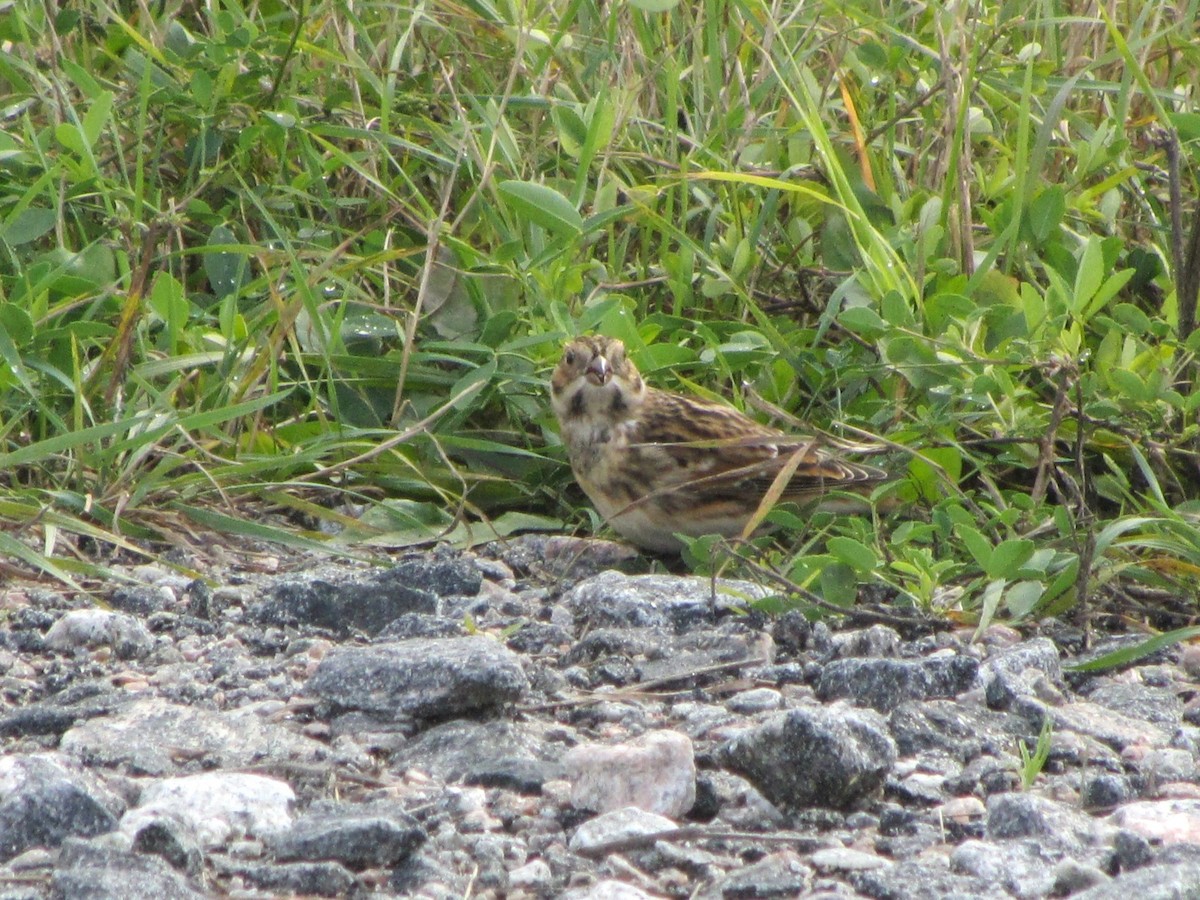 Lapland Longspur - Barbara Taylor