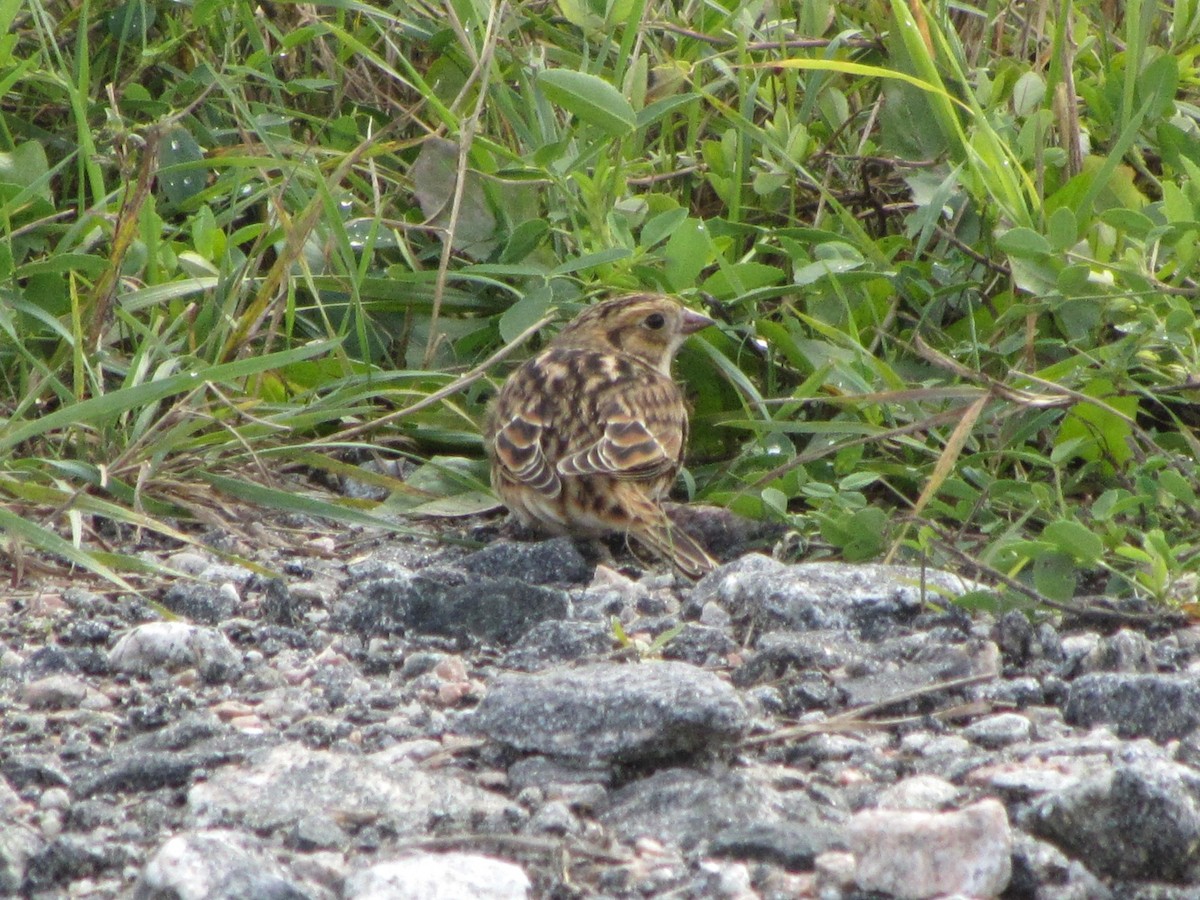 Lapland Longspur - Barbara Taylor