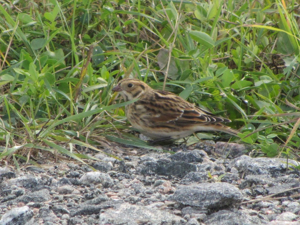 Lapland Longspur - Barbara Taylor