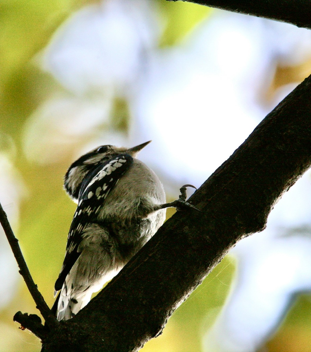 Downy Woodpecker - ML609861232