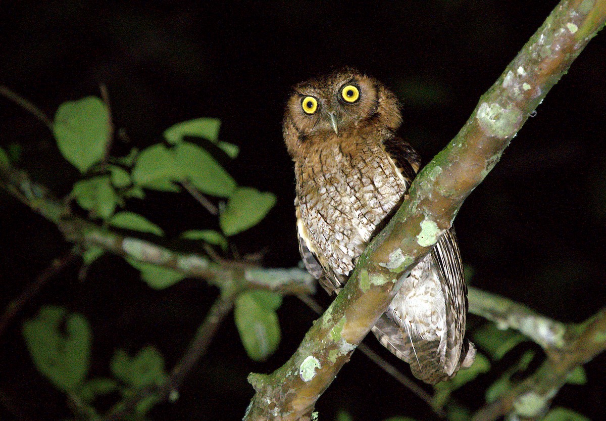 Black-capped Screech-Owl - ML609861241