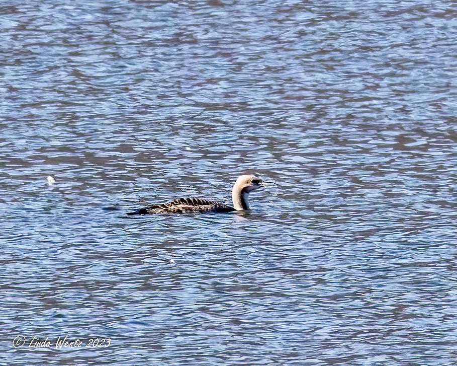 Pacific Loon - Linda Wentz