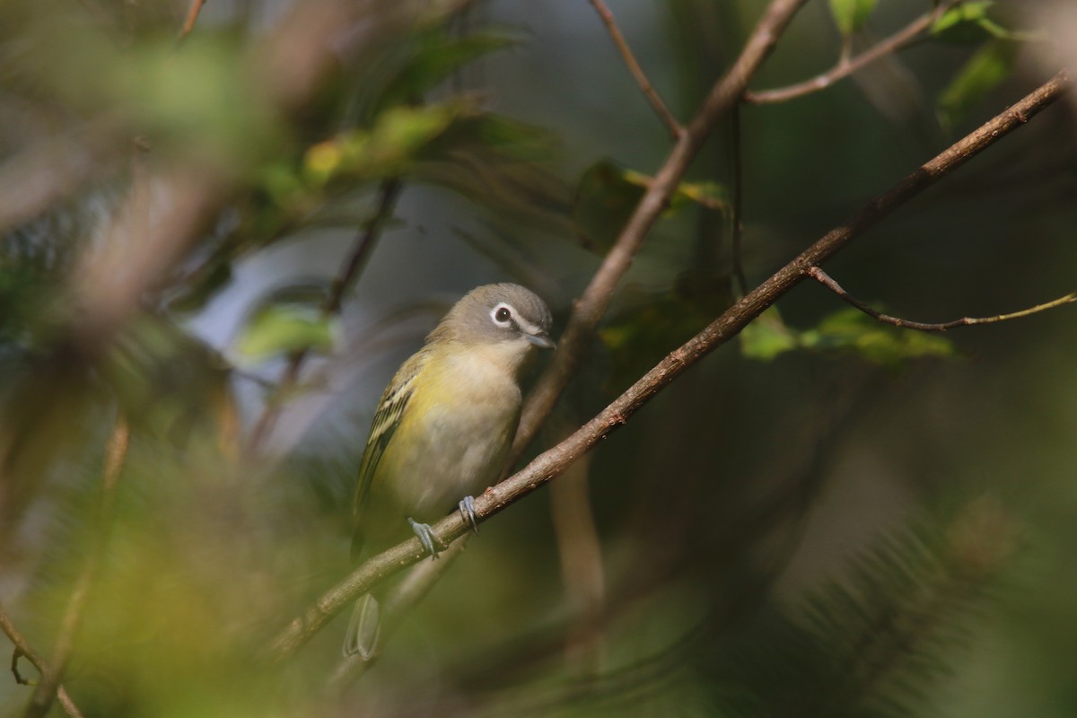 Blue-headed Vireo - ML609861456