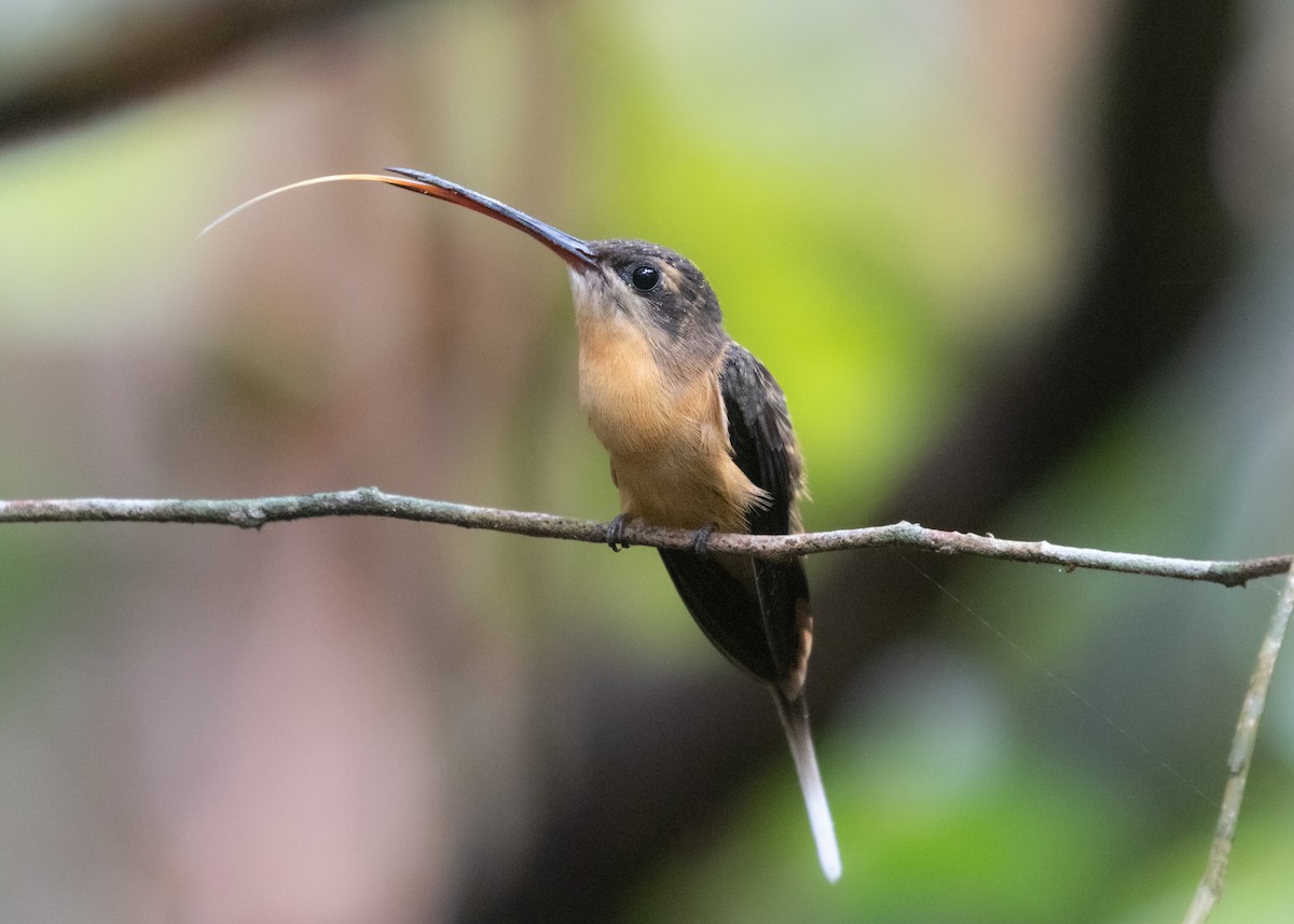 Needle-billed Hermit - Silvia Faustino Linhares