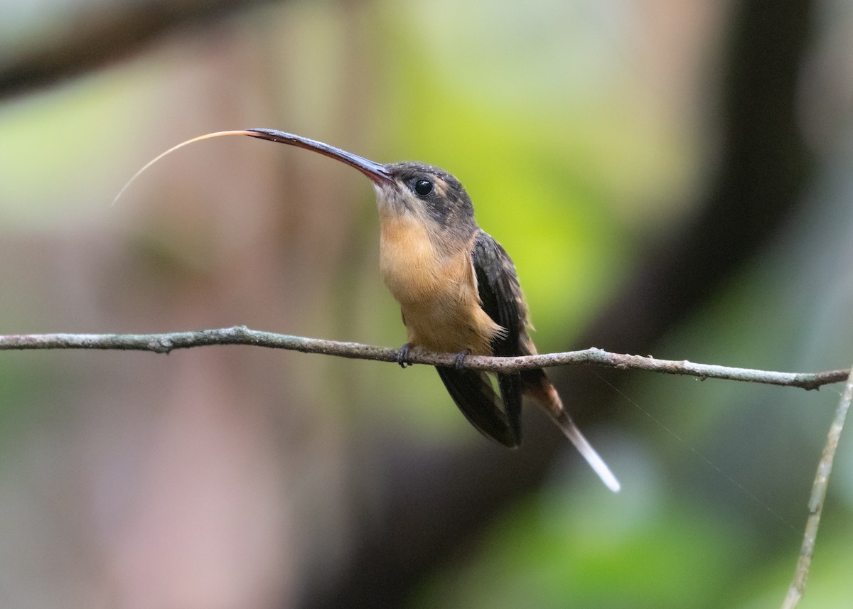 Needle-billed Hermit - ML609861517