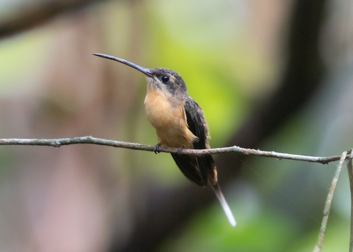 Needle-billed Hermit - ML609861518