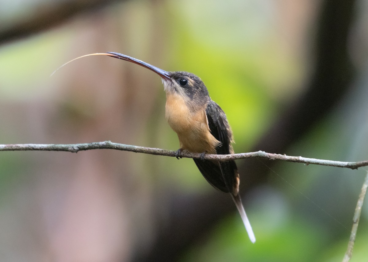 Needle-billed Hermit - Silvia Faustino Linhares
