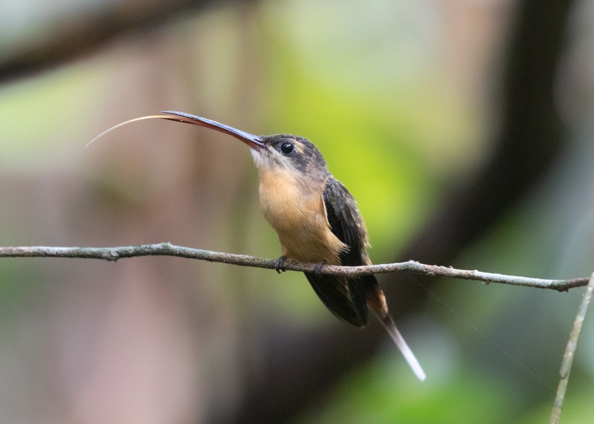 Needle-billed Hermit - ML609861520