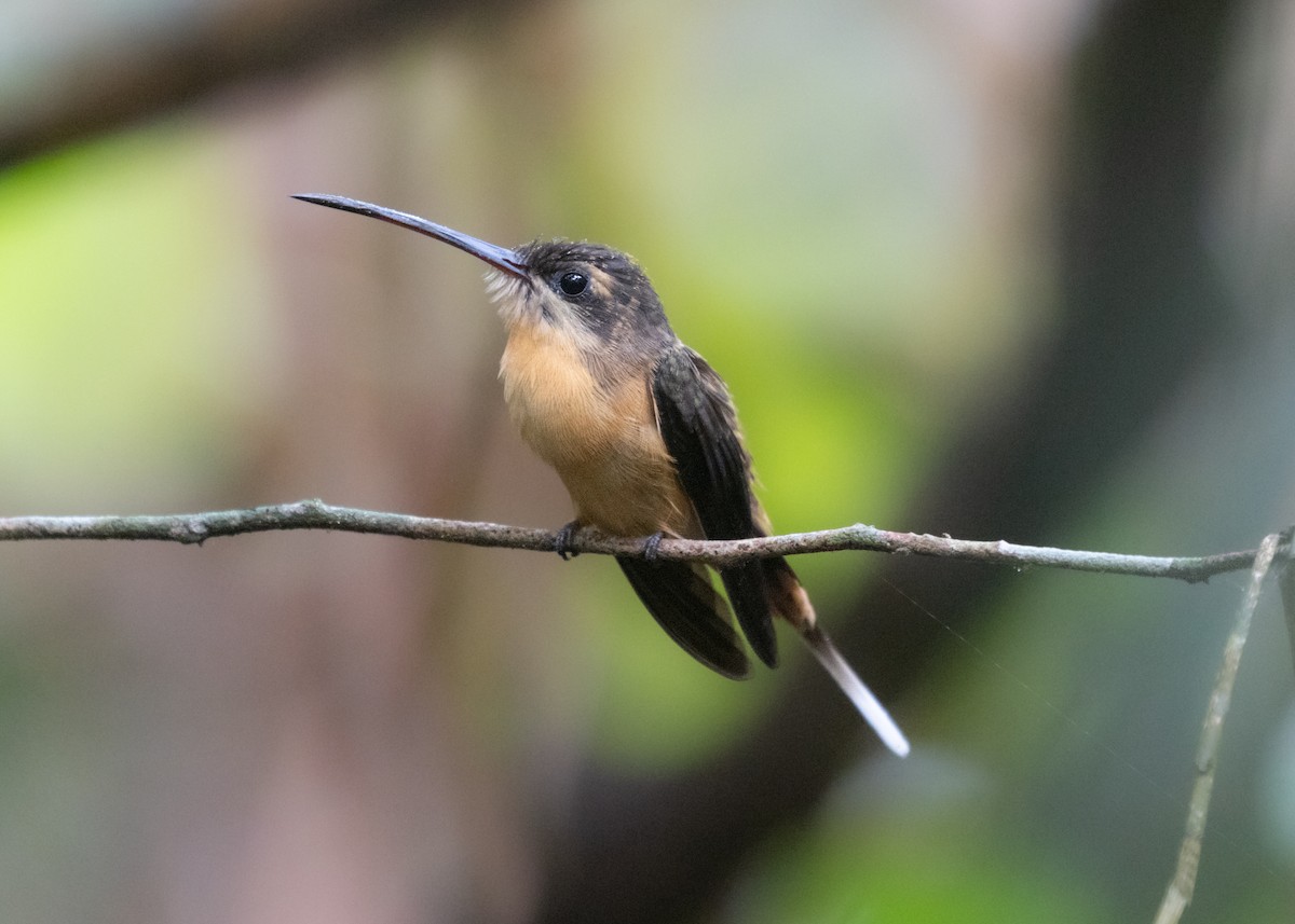 Needle-billed Hermit - ML609861522